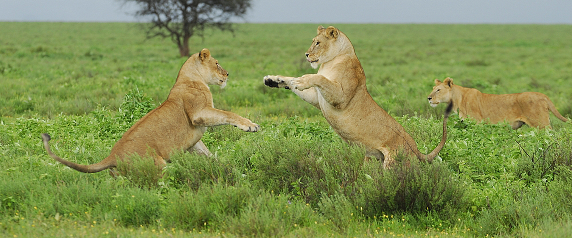 Tanzania wildlife safari