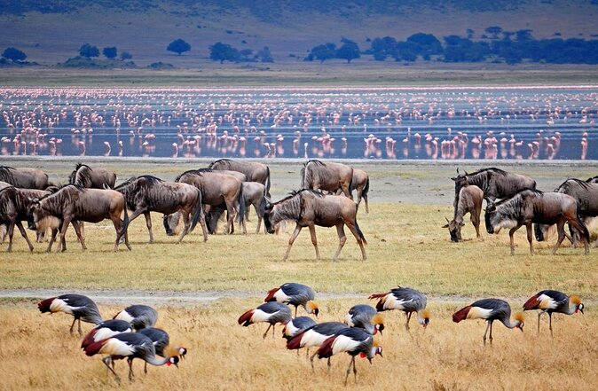 Lake Manyara day tour
