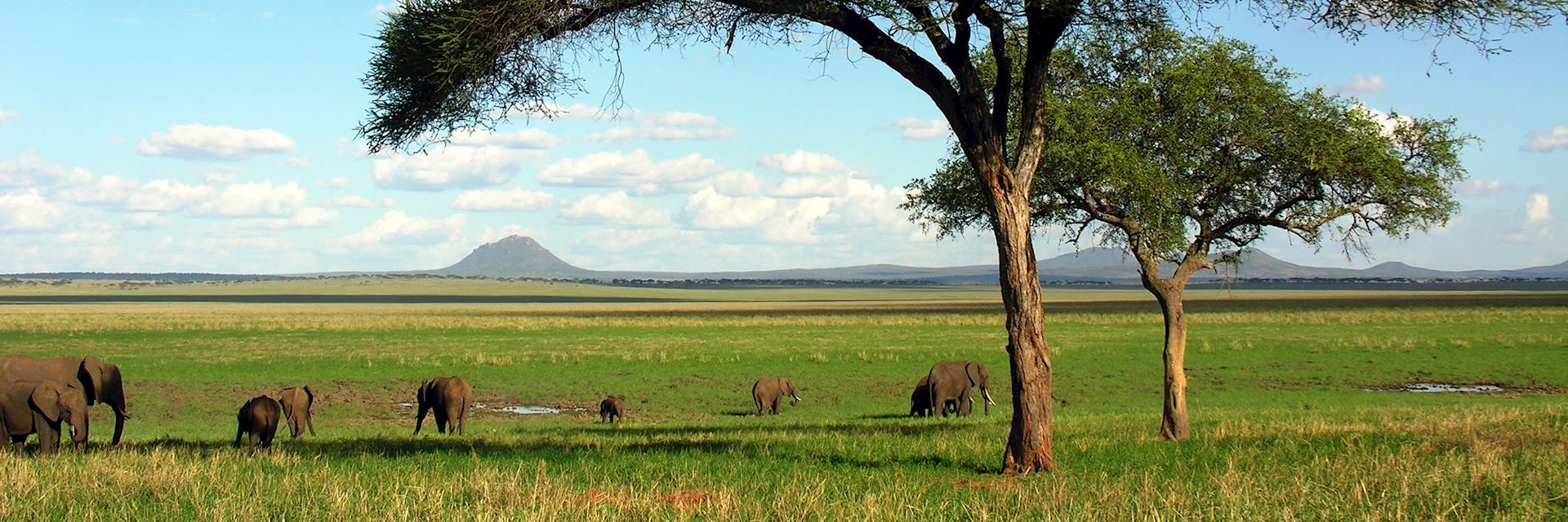 Tarangire Tanzania Safari