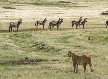 3 Days Tanzania Lodge Safari