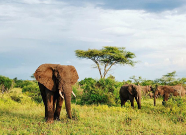 3 Days Tanzania Camping Safari