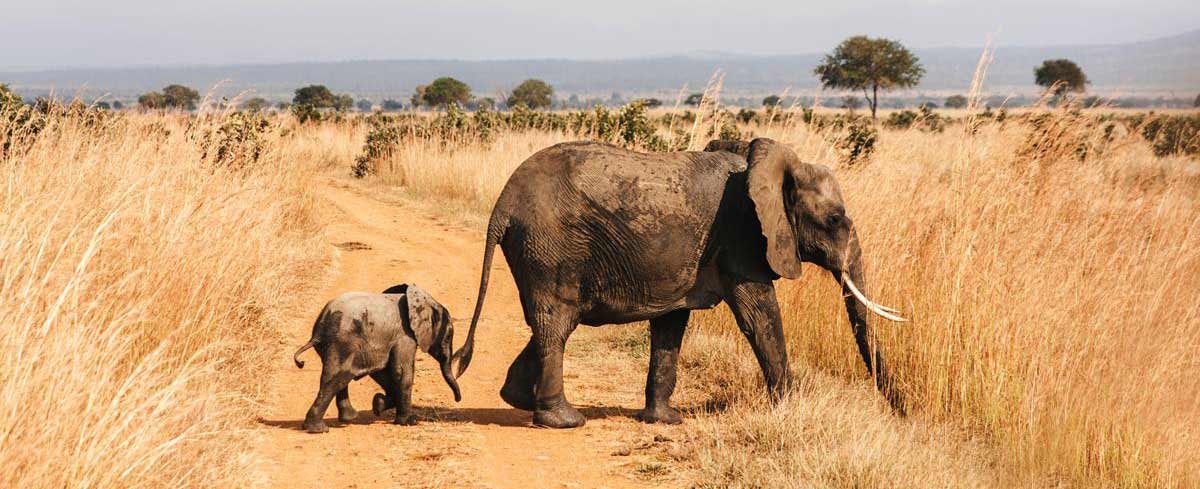 Mikumi-National-Park-Tanzania