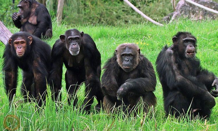 Mikumi-National-Park-Tanzania