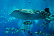 Diving Zanzibar