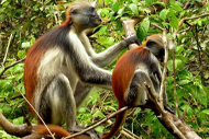 Jozani Forest Zanzibar